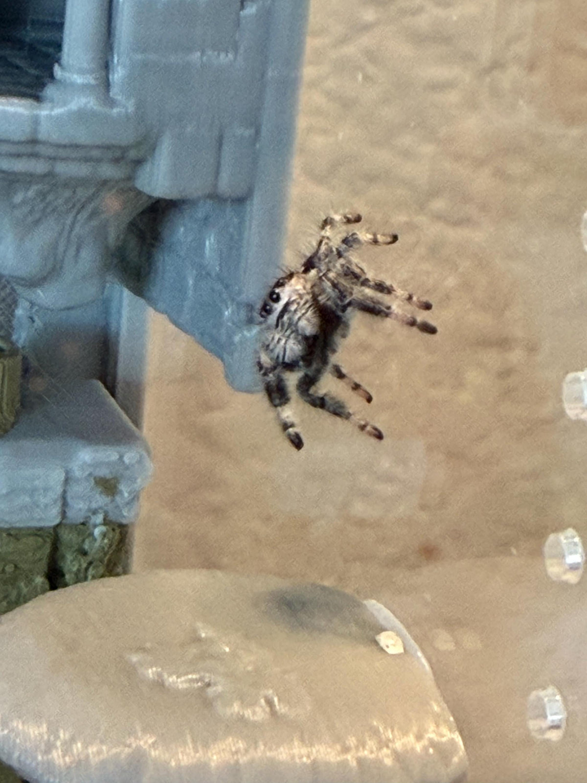 Odom's Ruins jumping spider enclosure detail
