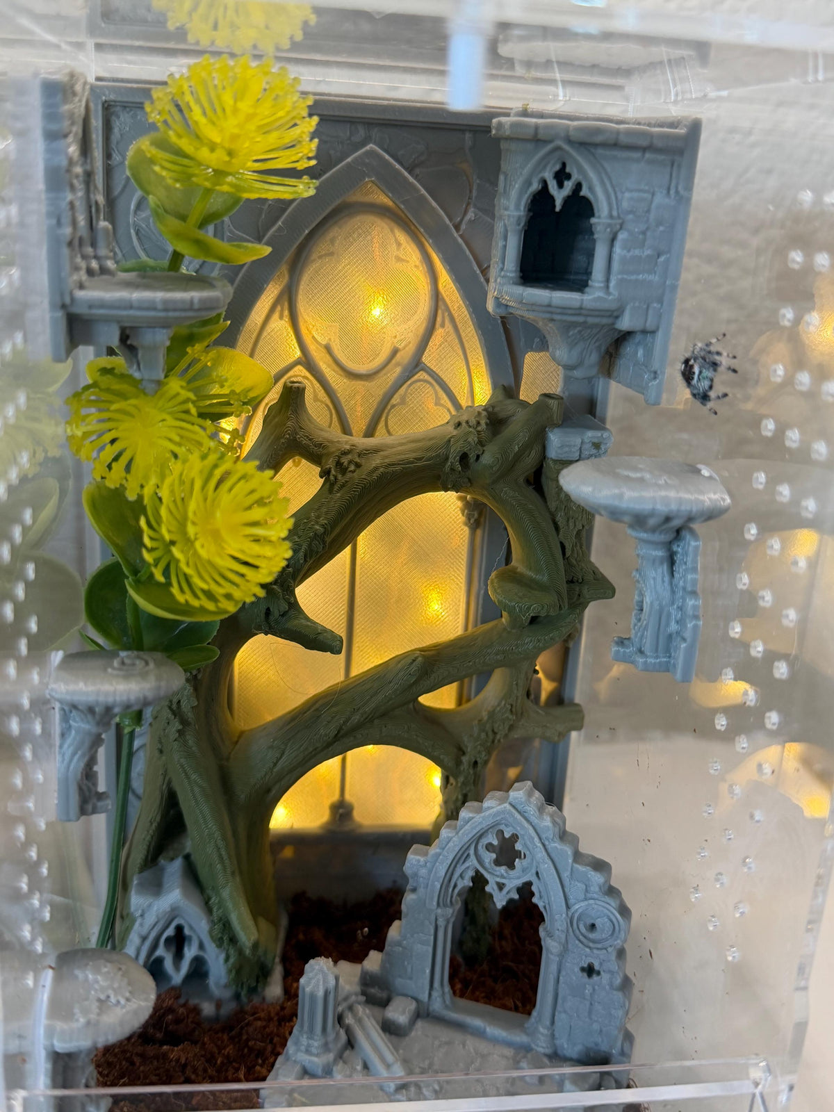 Odom's Ruins jumping spider enclosure detail